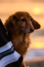 福井三国サンセットビーチ沿いカフェ＆ペンションKahuna（カフナ）