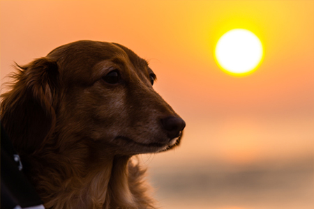 三国サンセットビーチ沿いカフェ＆ペンション kahuna（カフナ）